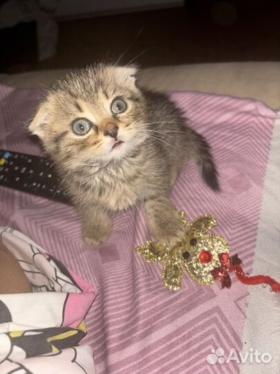 Кошки