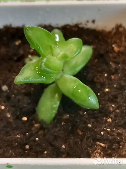 Суккуленты в горшочках