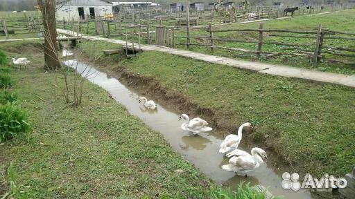 Лебеди - шипуны, черные лебеди