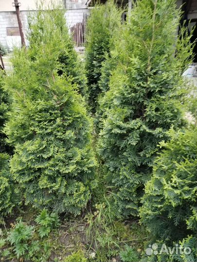 Туи в наличии200 + шт.1,5м