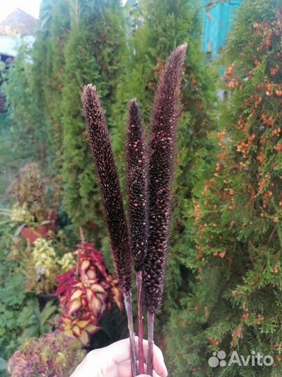 Пеннисетум лисий хвост и полынь сухоцветы