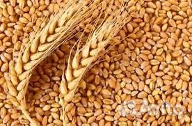 Пшеница