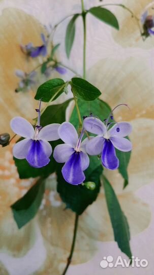 Клеродендрумы