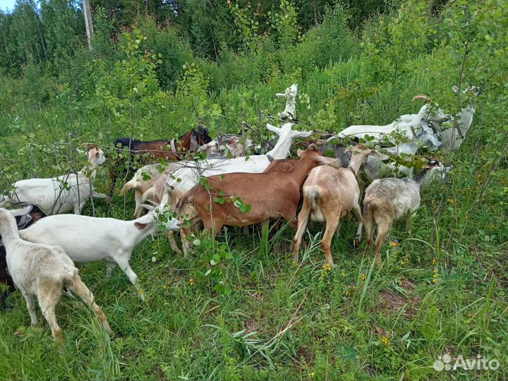 Козы заанинские