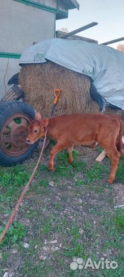 Бычек джерси