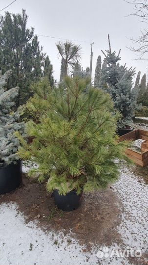 Сосна Веймутова