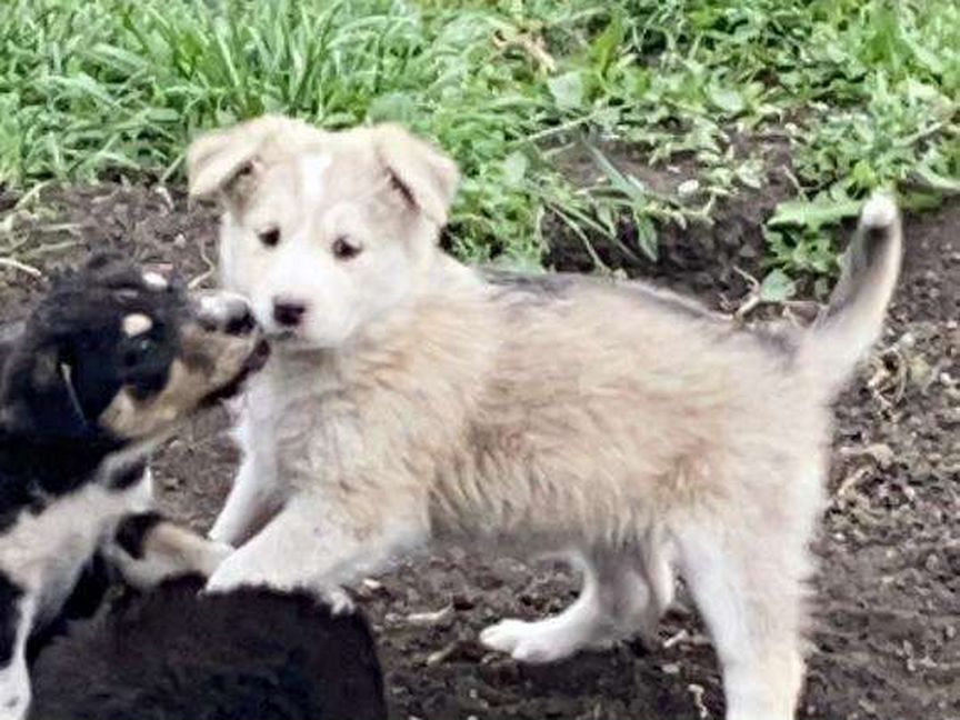 Собака. Девочка возраст три месяца