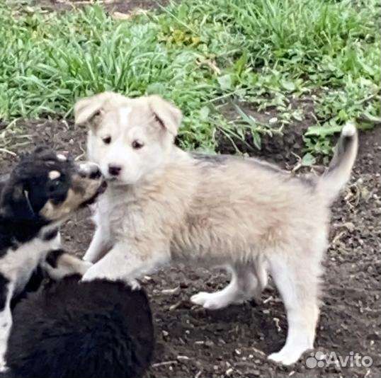Собака. Девочка возраст три месяца