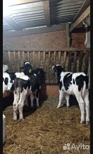 Телята бычки