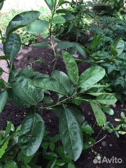 Лимон и денежное дерево