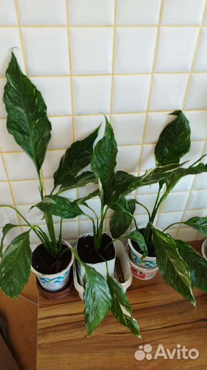 Спатифиллум Джемени