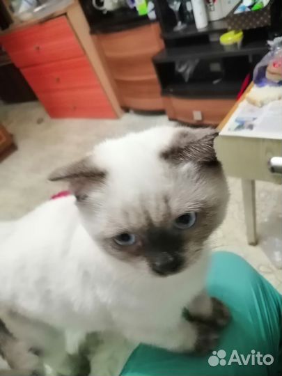 Котики породистые