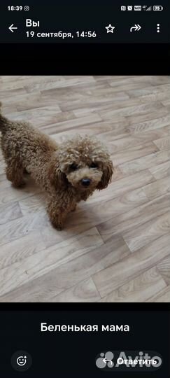 Мини мальтипу