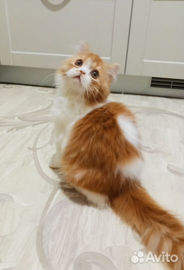 Шотландский котенок