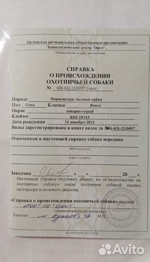 Норвежская лосиная лайка