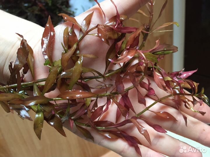 Прополка, аквариумные растения