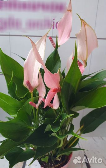 Антуриум розовый Лилли