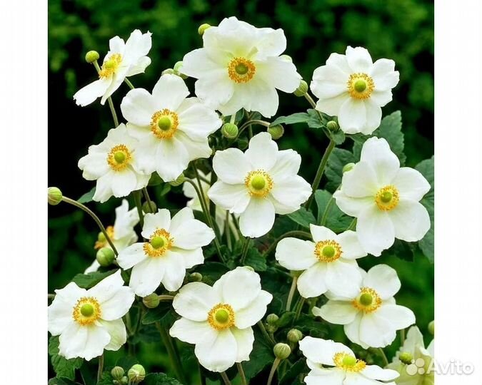 Анемона гибридная Andrea Atkinson