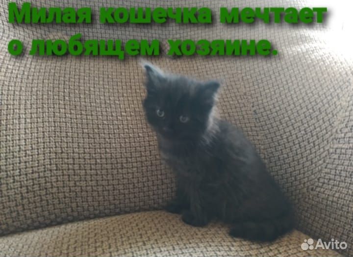 Отдам в добрые руки