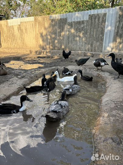 Индоутки тяжелой линии