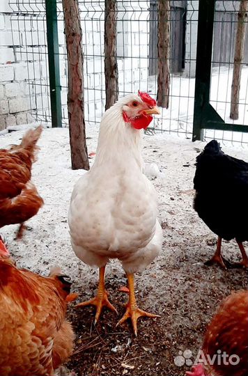 Куры петухи