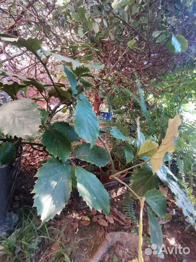 Тетрастигма