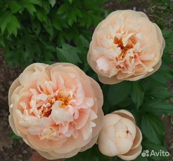 Пион Пастелеганс