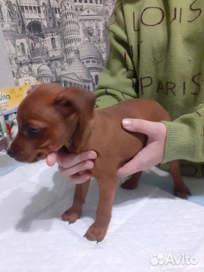 Цвергпинчер