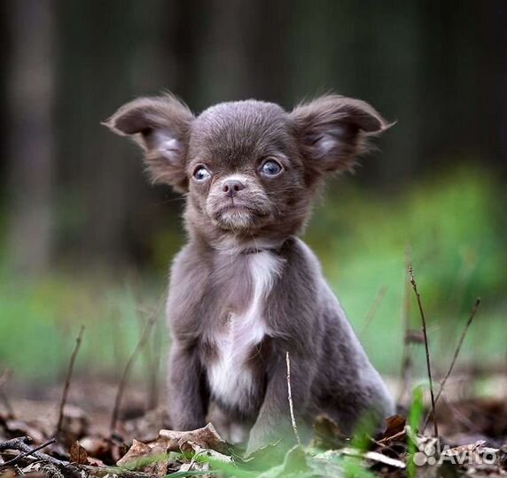 Щенки чихуахуа большой выбор окрасов