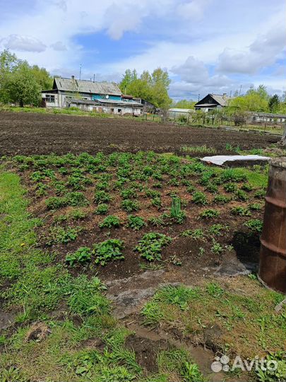 Принимаю заказы на домашнюю картошку