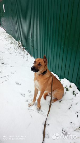 Собака в добрые руки