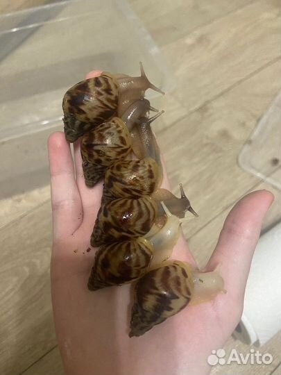 Улитки ахатины