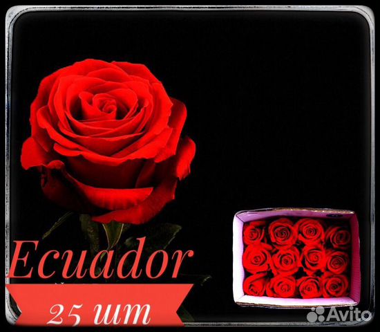 Розы в пачках 25 шт Red France