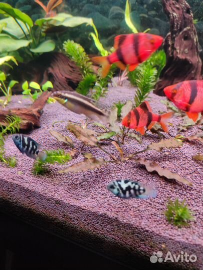 Пельвикохромисы аквариумные рыбки