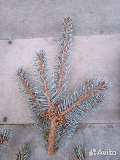 Декоративные ветки