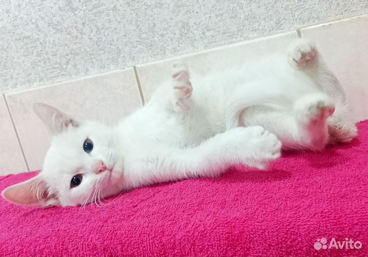 Белый котенок мальчик