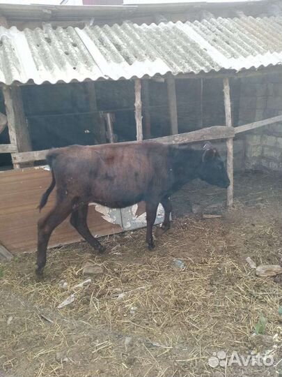 Коровы и телята