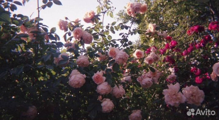 Пленочный фотоаппарат irion K-148