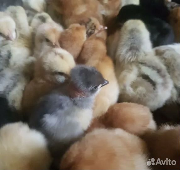 Живая птица