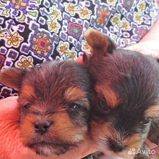 Йоркширский терьер щенки