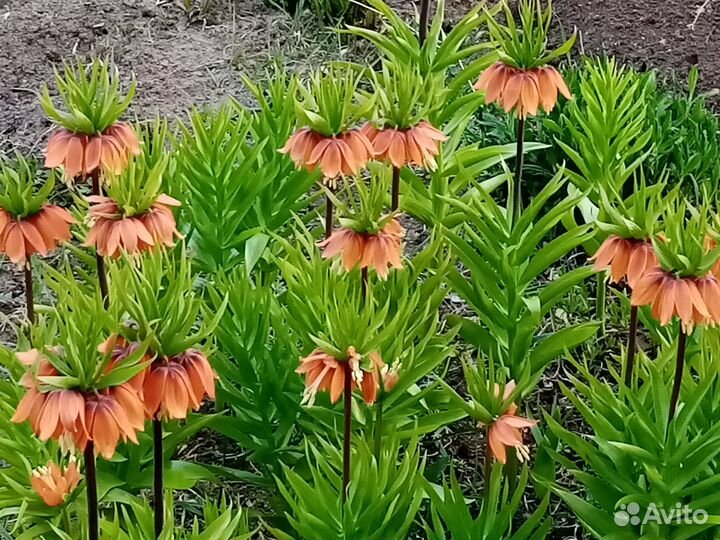 Рябчик императорский