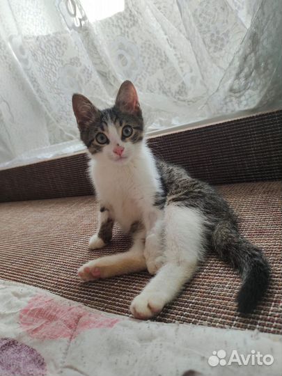 Кошки в добрые руки