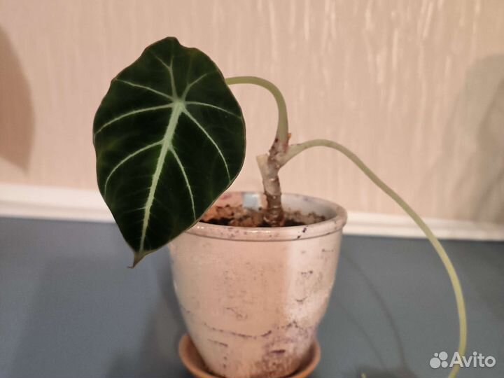 Алоказия блек велюр(вельвет)