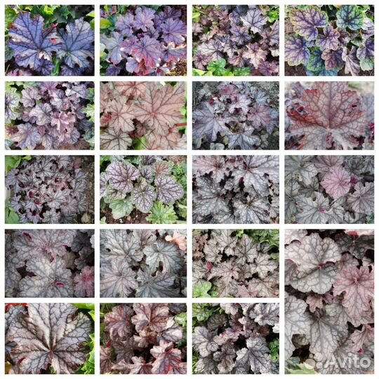 Гейхера семена