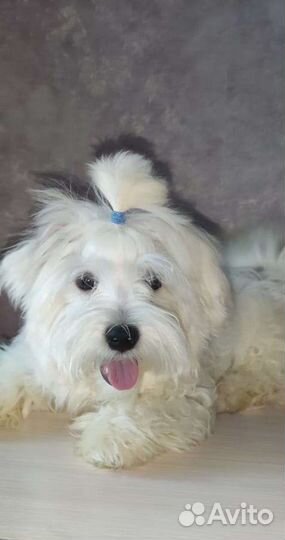 Мальтийская болонка (Мальтезе)