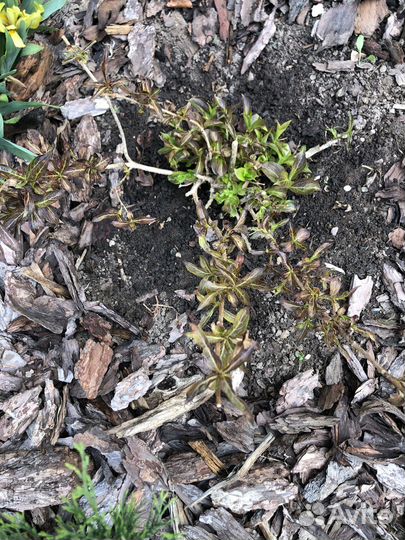 Вейгела Александрийская