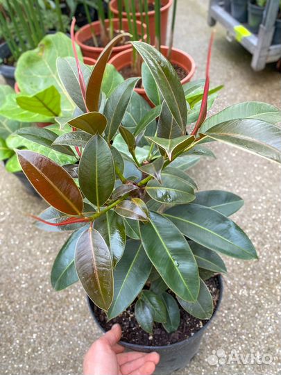 Фикус эластика бранч, мангровый фикус