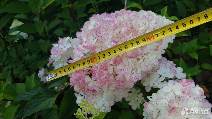 Ванилла Фрейз метельчатая гортензия