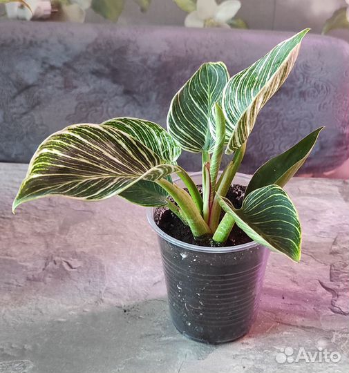 Филодендрон биркин и черный кардил, ред сан