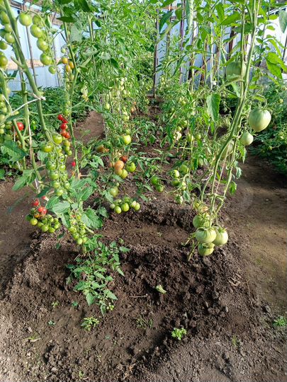 Дача 30 м² на участке 6 сот.